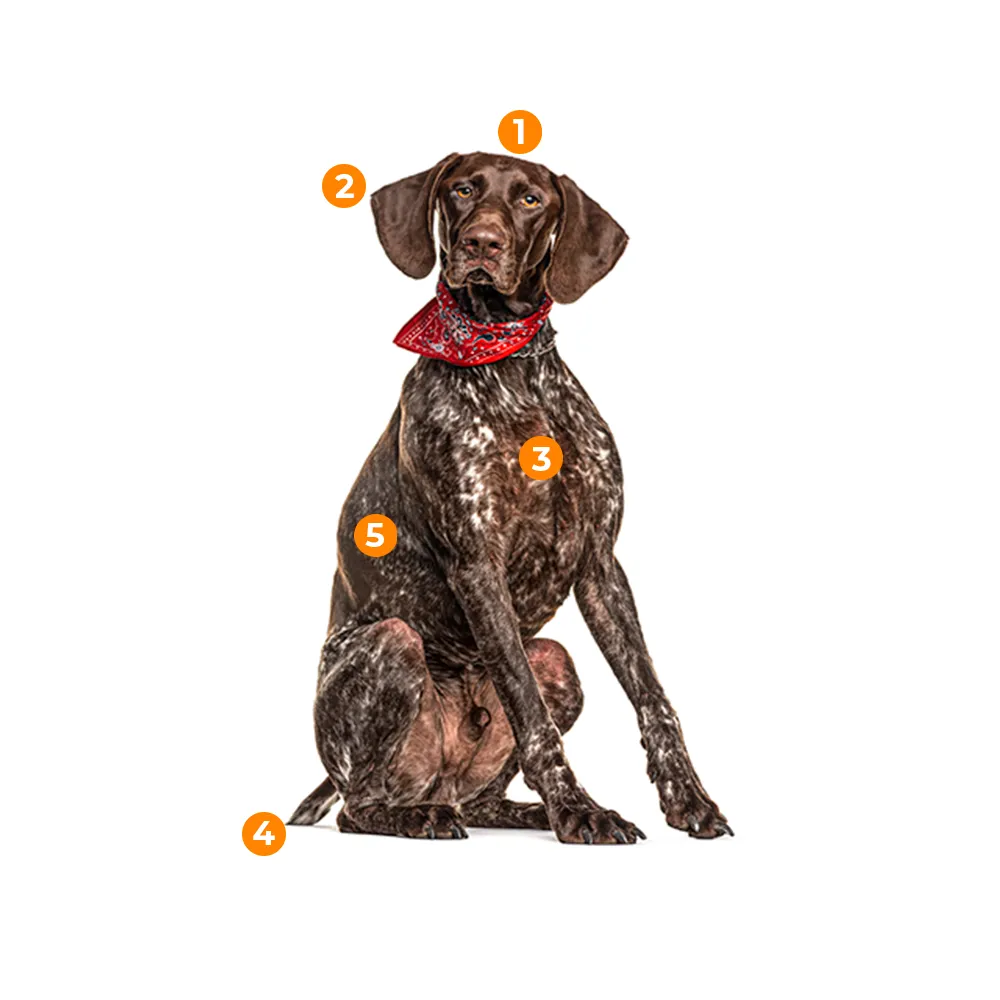 caracteristicas fisicas